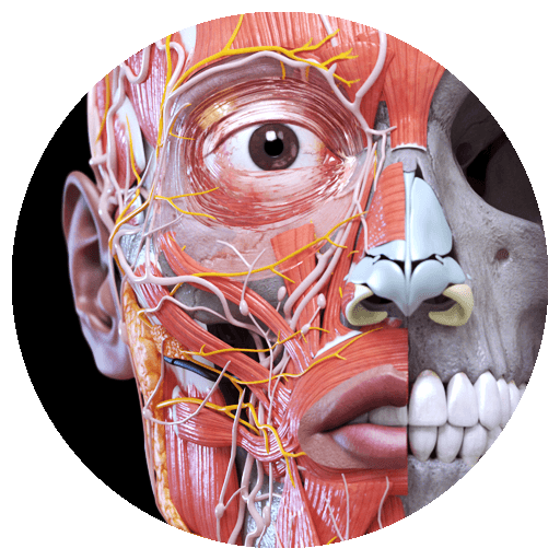 anatomy-3d-atlas